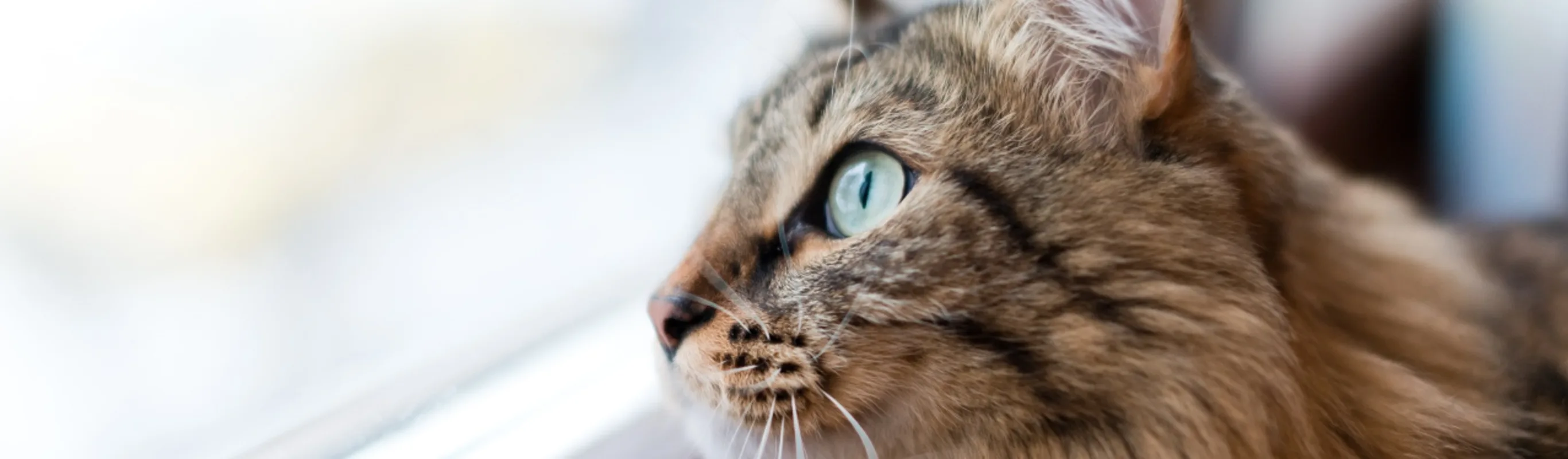 Cat looking out the window